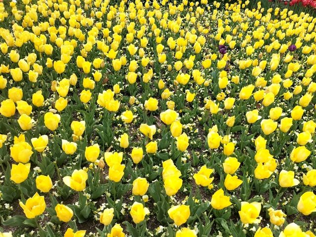 💐Floriade Day Part 1💐