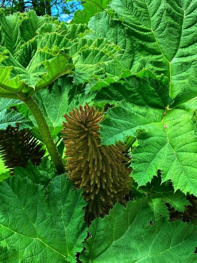 🌿 Linz Botanical Garden – Nature’s Tranquil Corner in the Heart of the City