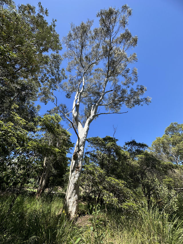 🌳 探訪「總理森林步道Prime Ministers’ Walk」：城市中的森林漫遊