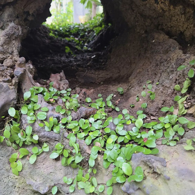 Halla Arboretum, Jeju Island,S.Korea