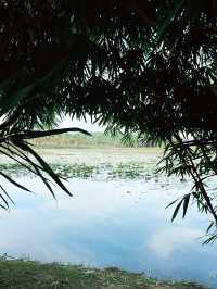 Lakeside Café: Scenic Views and Relaxed Vibes