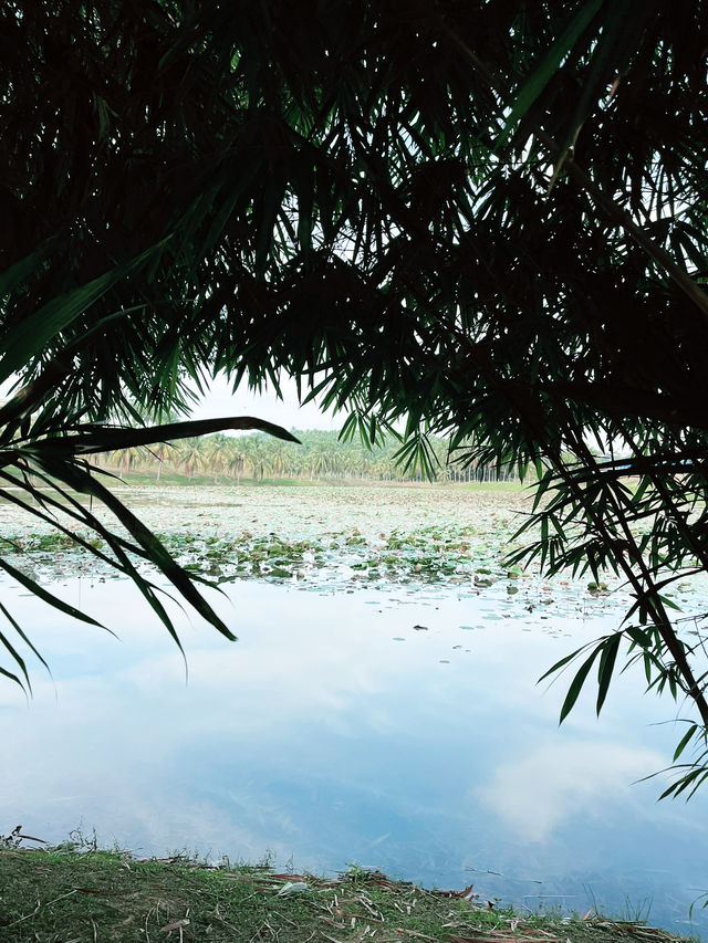 Lakeside Café: Scenic Views and Relaxed Vibes