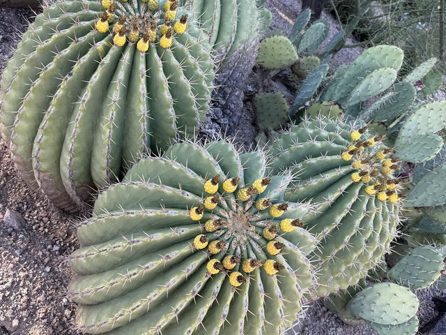 Desert Botanical Garden