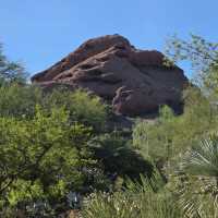 Desert Botanical Garden