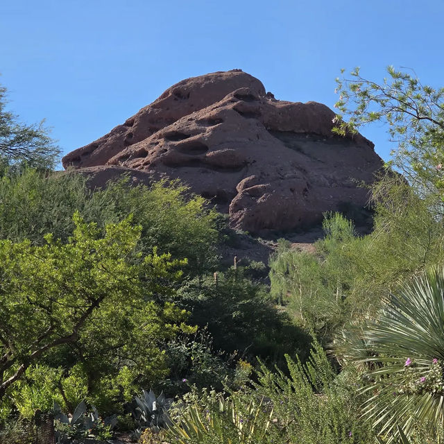 Desert Botanical Garden