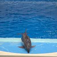 Kagoshima City Aquarium