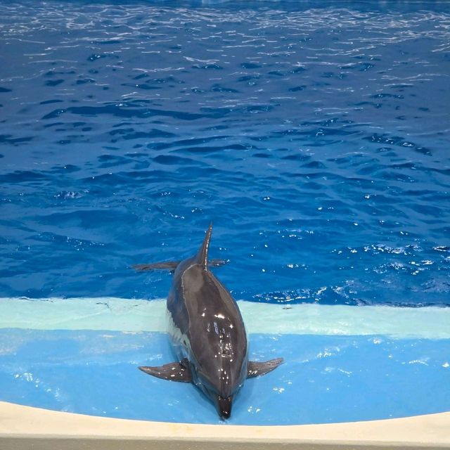 Kagoshima City Aquarium