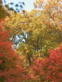 🌲 Hwadam Forest — A Hidden Autumn Paradise Just Outside Seoul