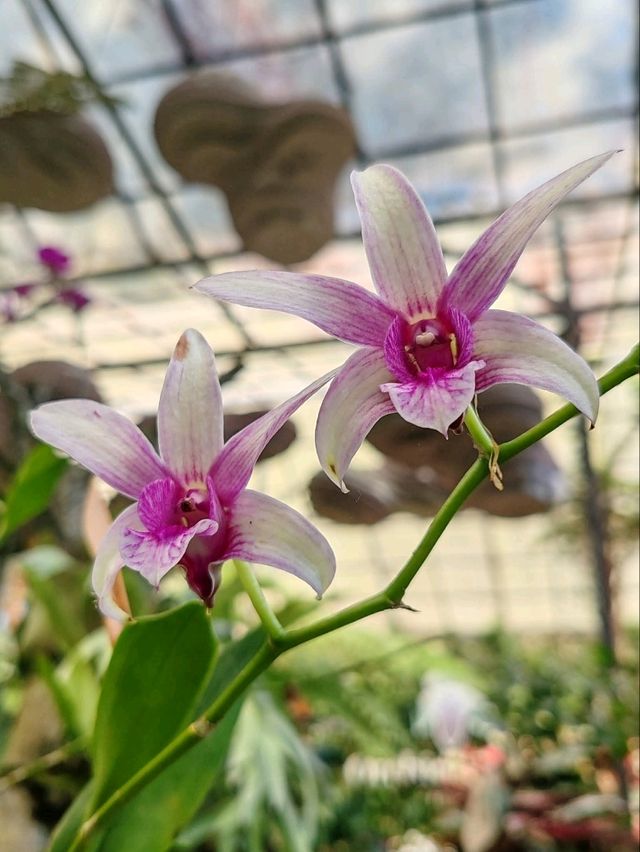 A Myriad of Orchids A Myriad of Orchids