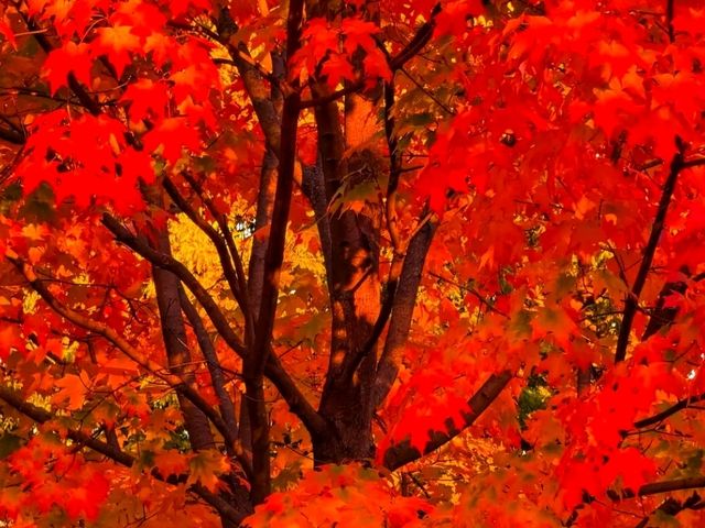 🍁✨ Fall in Trinity Bellwoods Park — Toronto’s Cozy Autumn Escape