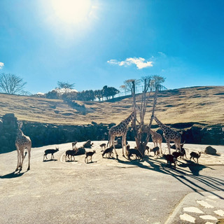 Safari Dreams: Kyushu’s Wild Adventure 🦁