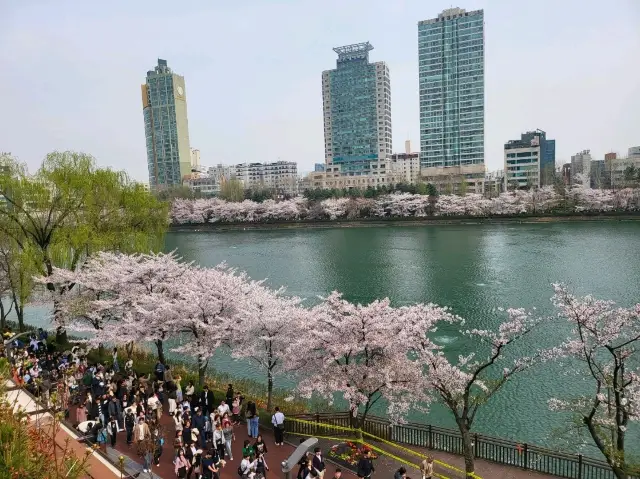 2026年首爾櫻花指南:何時及去哪裏