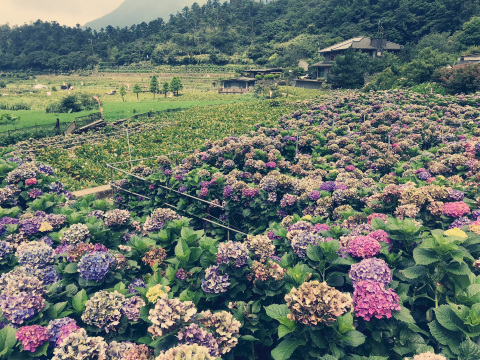 Kao's Hydrangea Field: The Ultimate Pink & Purple Dot Matrix and