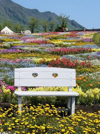 Like a Rainbow Carpet | Kuju Flower Park Adorned with 5 Million Flowers.