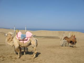 Top Pick for Families in Tottori! Incredibly Satisfying Parent-Child Experiences.