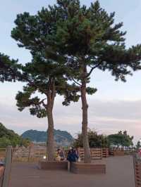 สัมผัสธรรมชาติรอบตัวและชมนกนานาพันธุ์@Saeseom Island,Jeju Isliand