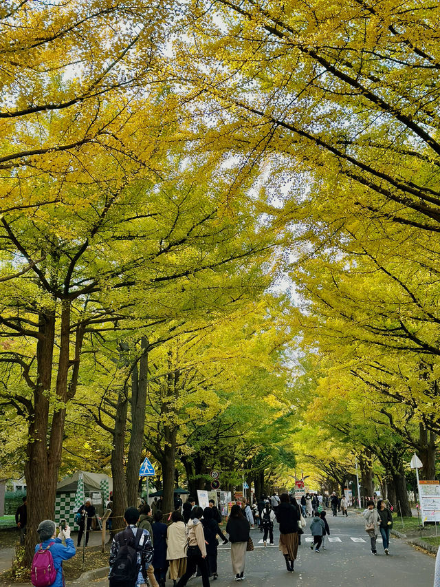 北海道大學：「北大金葉季」被銀杏樹包圍的療癒散策日記📓