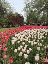 ชี้เป้าจุดชมดอกไม้ในปักกิ่ง ช่วงฤดูใบไม้ผลิ 🌷