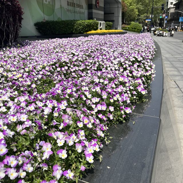 Spring in Shanghai  Spring in Shanghai