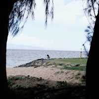 My curated list for Maui 