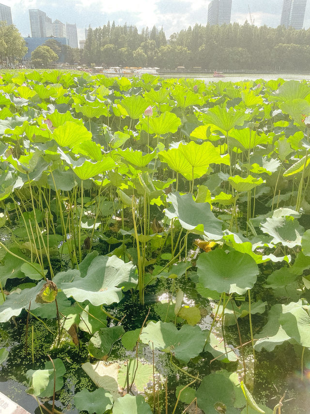 Peaceful Afternoon at Xuanwu Lake 🌿✨