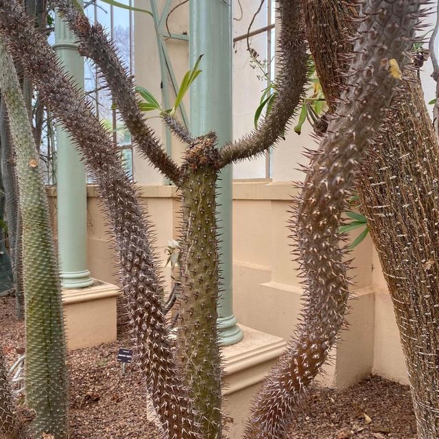 Spectacular Adelaide Botanic Garden 🇦🇺