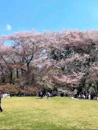 東京《都立砧公園》🌸激罕🌸超大櫻花樹🌸