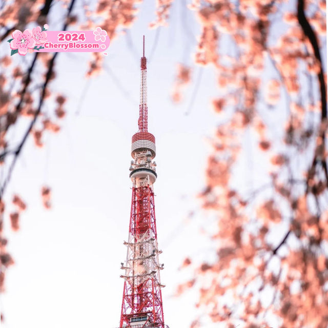🌸 Cherry blossom at Tokyo Tower 🌸