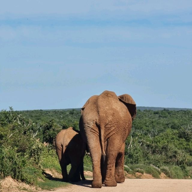 Self Drive Safari