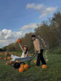 가을에 런던에서 꼭 가봐야할 pumpkin patch 🎃