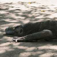 Cruise in Komodo