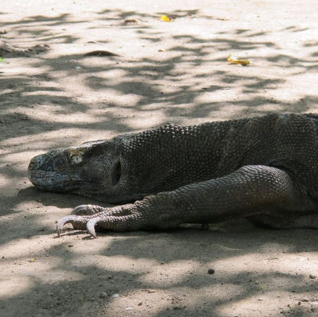 Cruise in Komodo