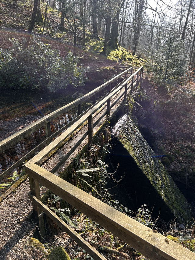 Into the woods