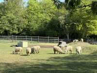 🐐 Hackney City Farm: A Slice of Countryside in the Heart of East London