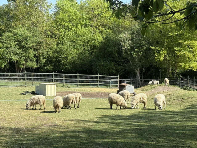 🐐 Hackney City Farm: A Slice of Countryside in the Heart of East London