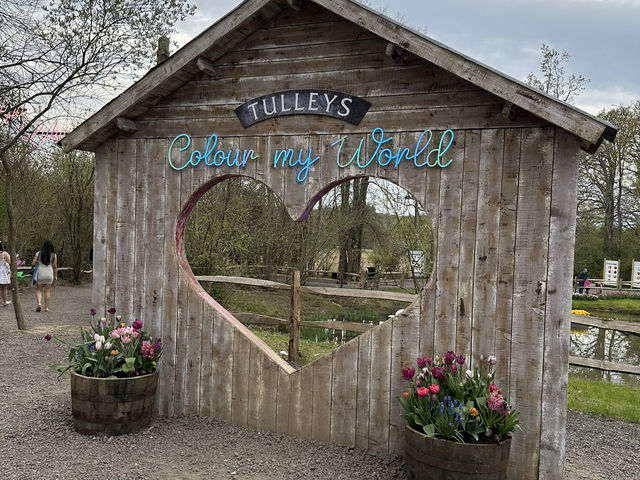英國Tulleys Farm一年一度鬱金香節