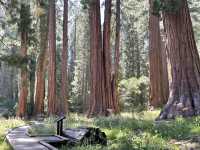 🌲 Sequoia National Park Transportation Tips: How to Get Around the Land of Giants