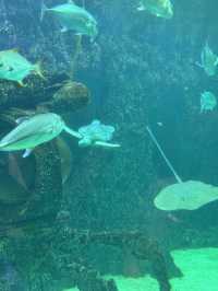 The coolest oceanarium in Moscow🪼