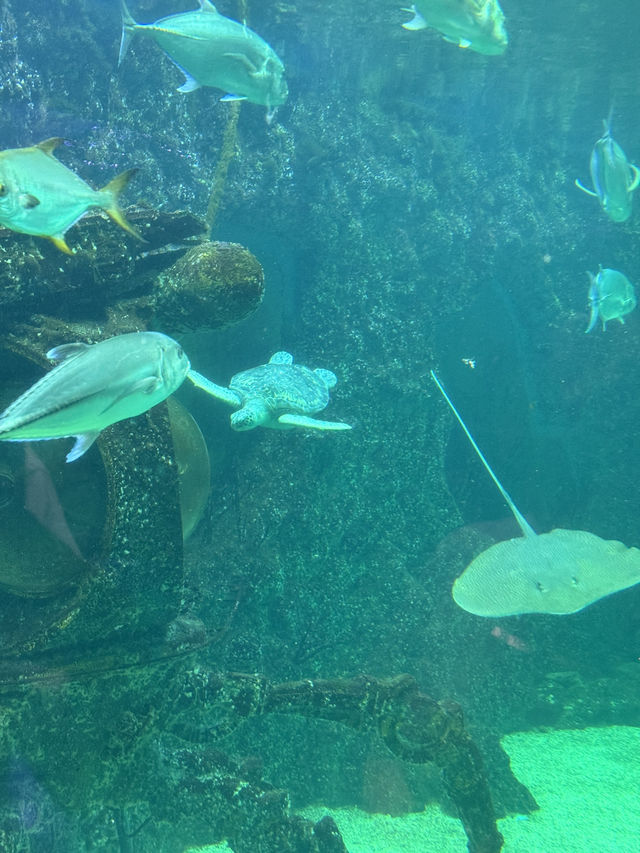The coolest oceanarium in Moscow🪼
