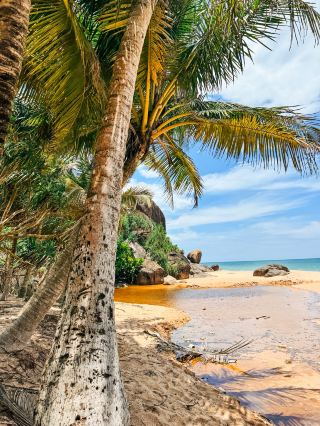 Turtles, Hidden Shores, and Tropical Calm 🐢🌴☀️