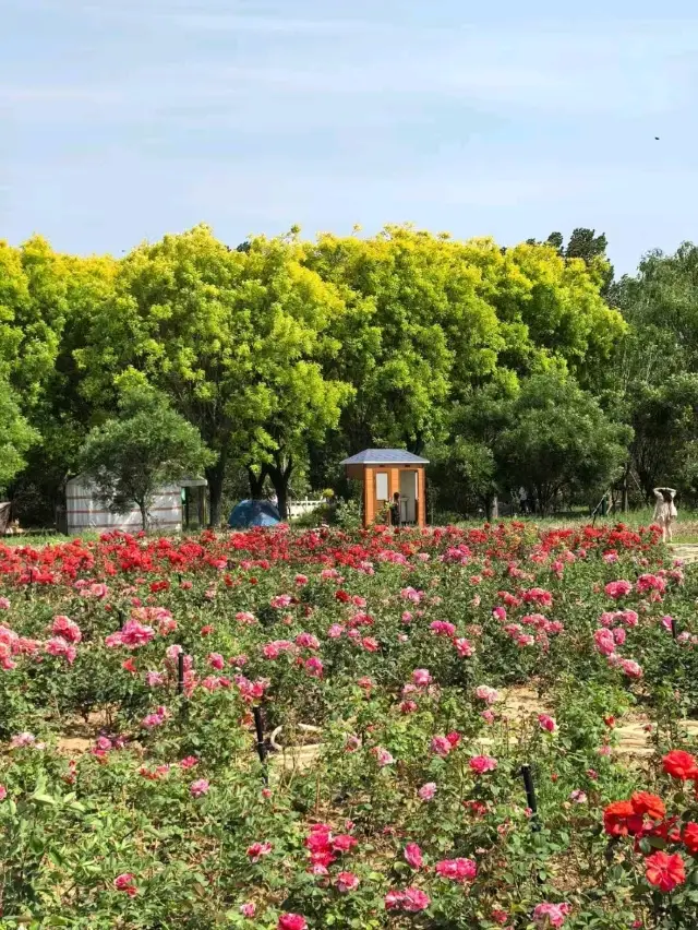 北京植物園的寧靜 
