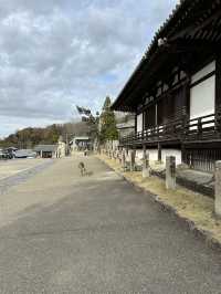 Deer, Temples & Tranquility: The Ultimate Nara Park Stroll 
