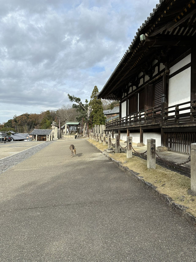 Deer, Temples & Tranquility: The Ultimate Nara Park Stroll 