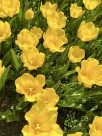 ๐ธ Tulips and Tranquility