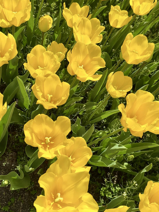 ๐ธ Tulips and Tranquility ๐ธ Tulips and Tranquility