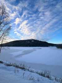 Snowy Forest Dream🌲