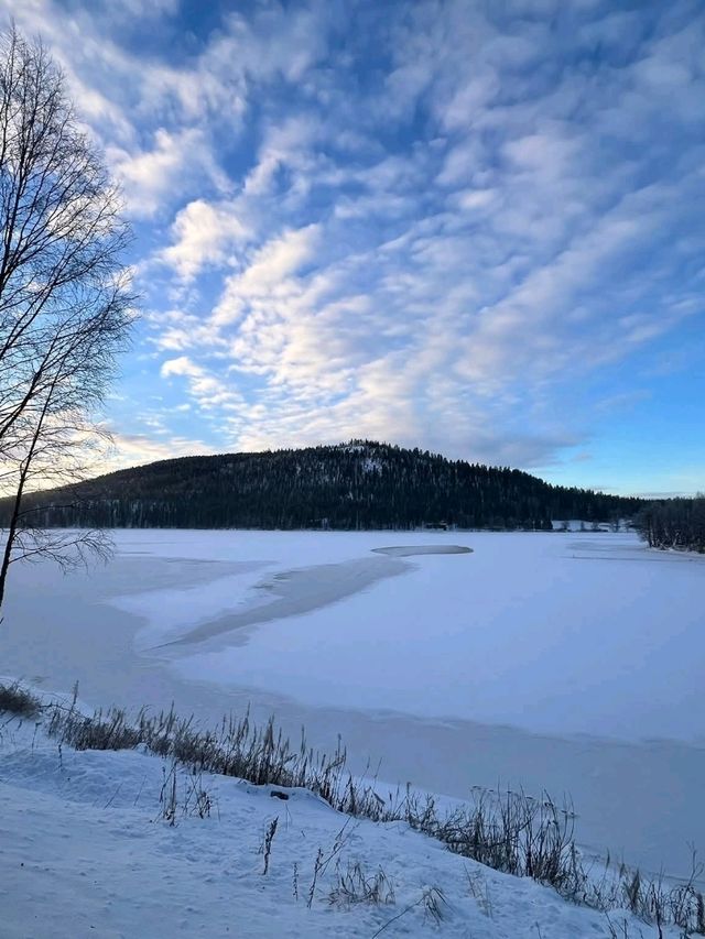 Snowy Forest Dream🌲 Snowy Forest Dream🌲