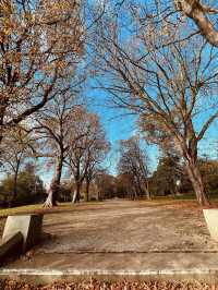 🍁 Albert Park – Autumn Paths Under Towering Trees 🌳