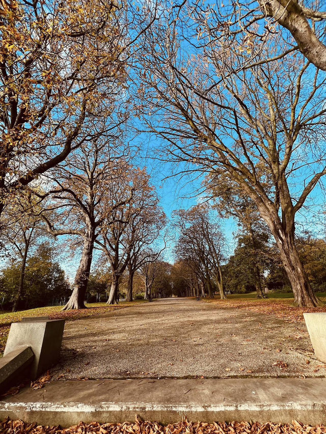 🍁 Albert Park – Autumn Paths Under Towering Trees 🌳 🍁 Albert Park – Autumn Paths Under Towering Trees 🌳