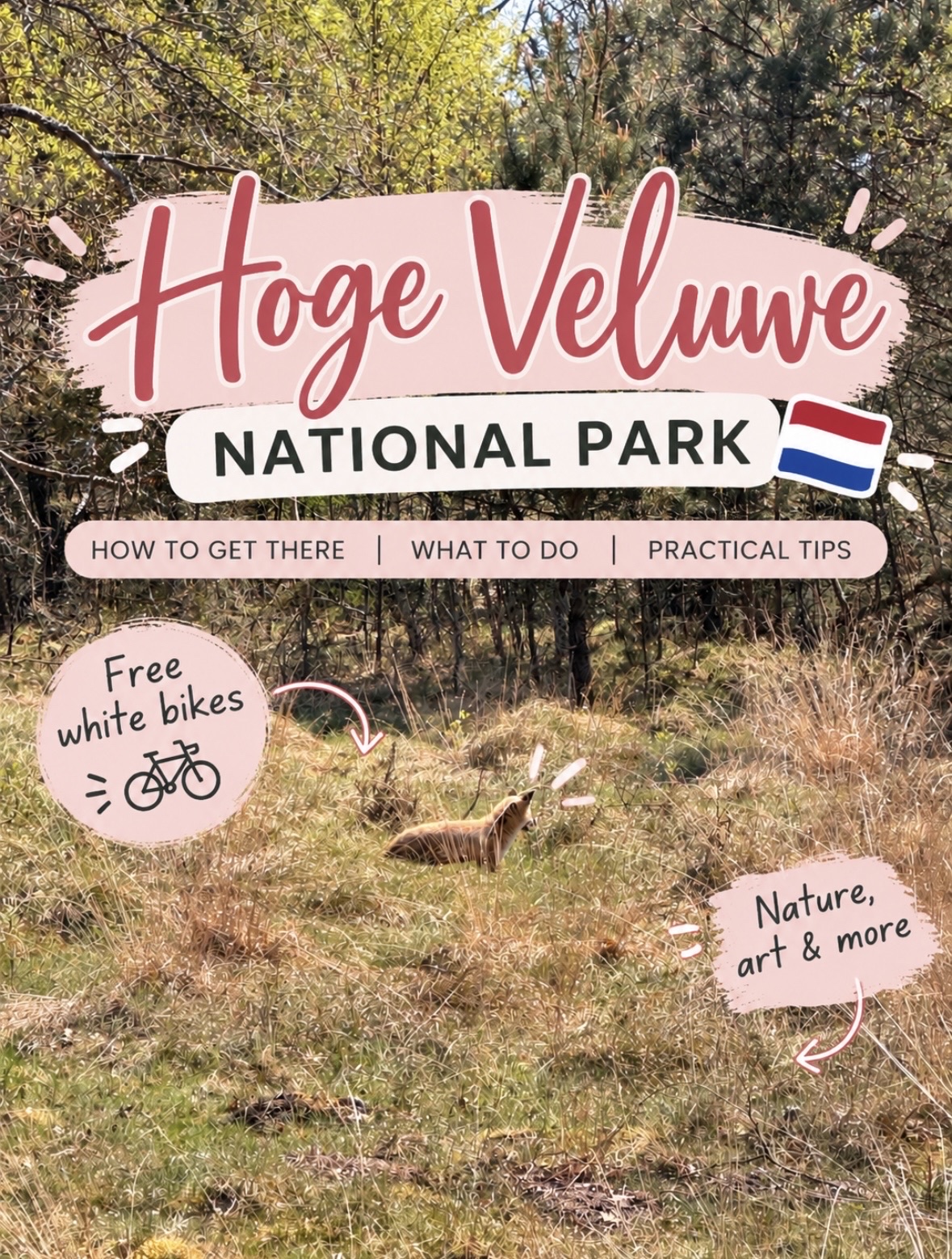 🚲 Visiting Hoge Veluwe National Park 🇳🇱